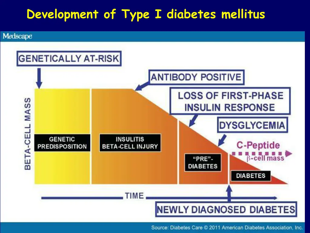 development of type i diabetes mellitus