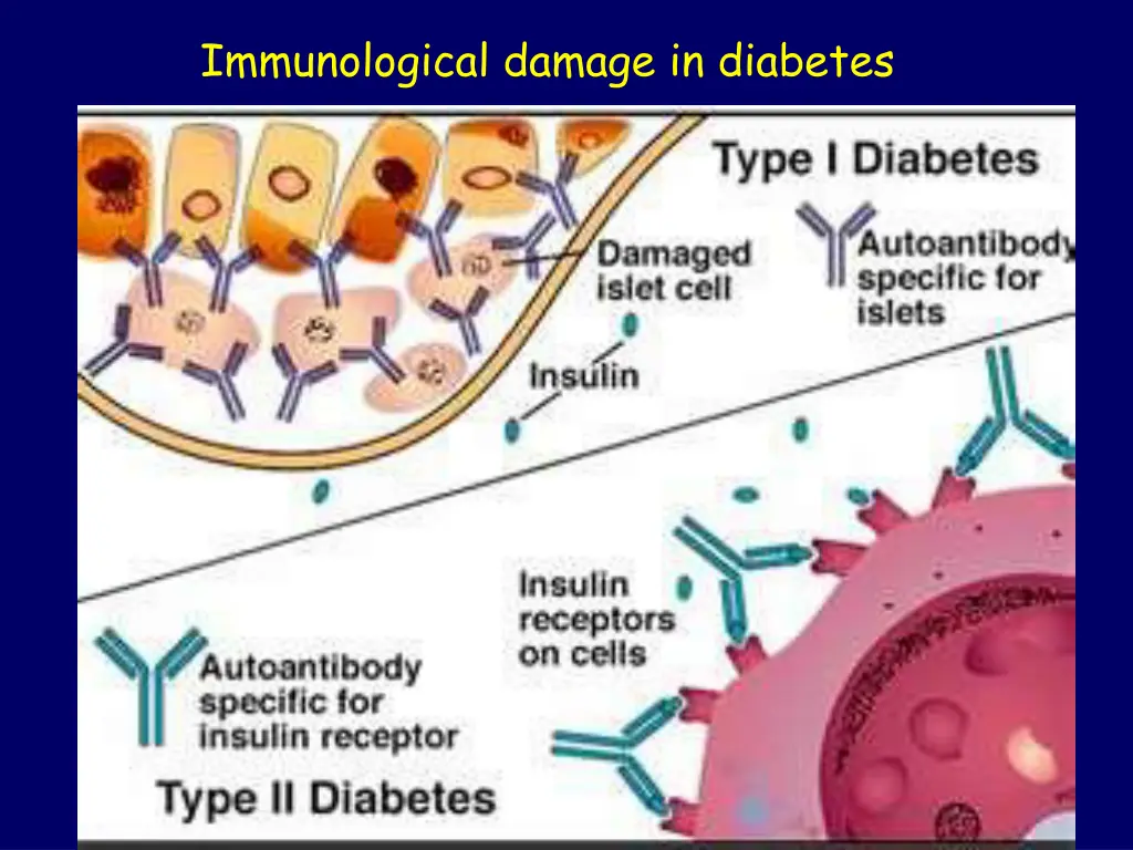 immunological damage in diabetes