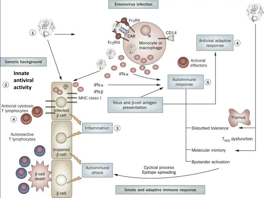 innate antiviral activity