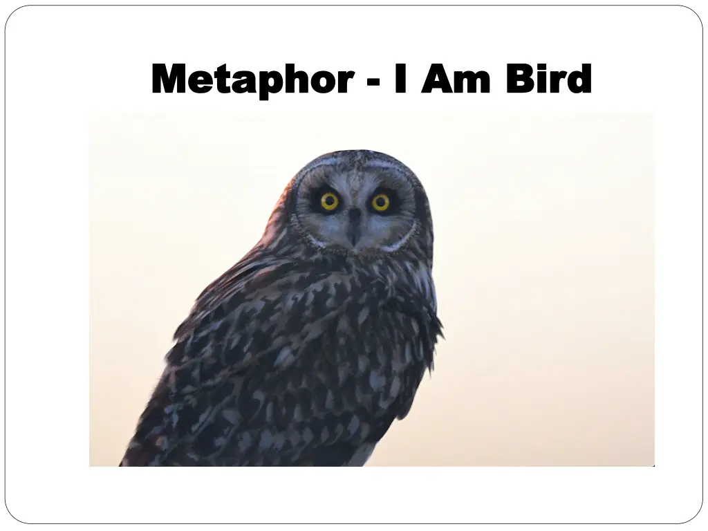 metaphor metaphor i am bird