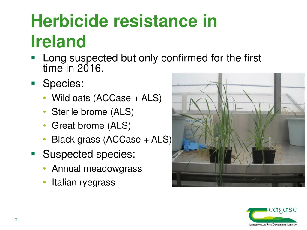 herbicide resistance in ireland long suspected