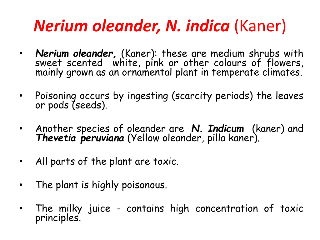 nerium oleander n indica kaner