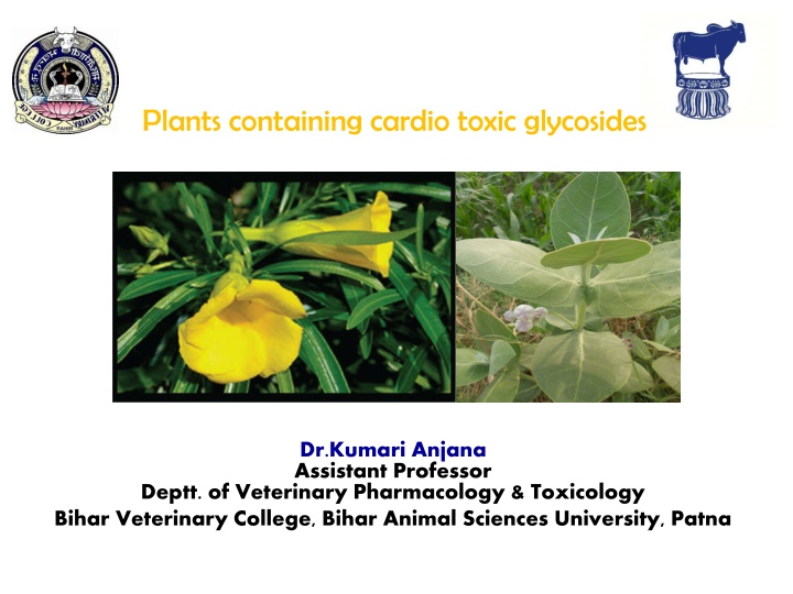 plants containing cardio toxic glycosides