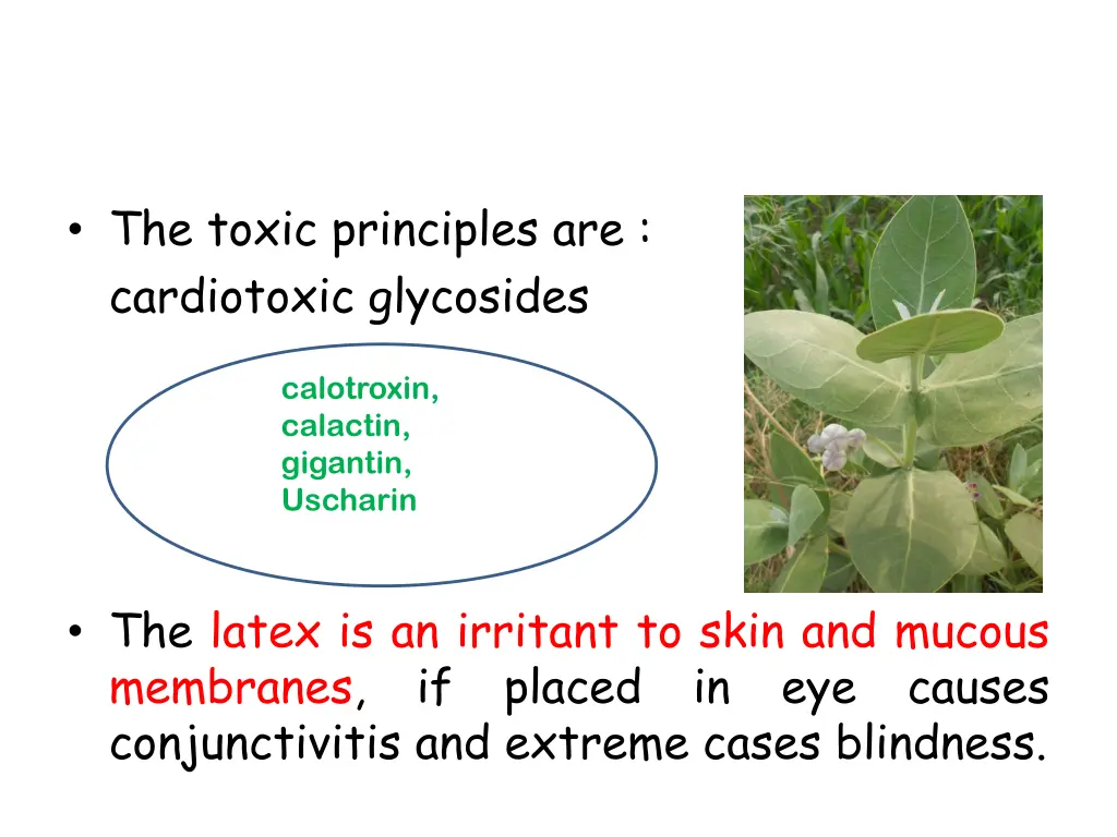 the toxic principles are cardiotoxic glycosides