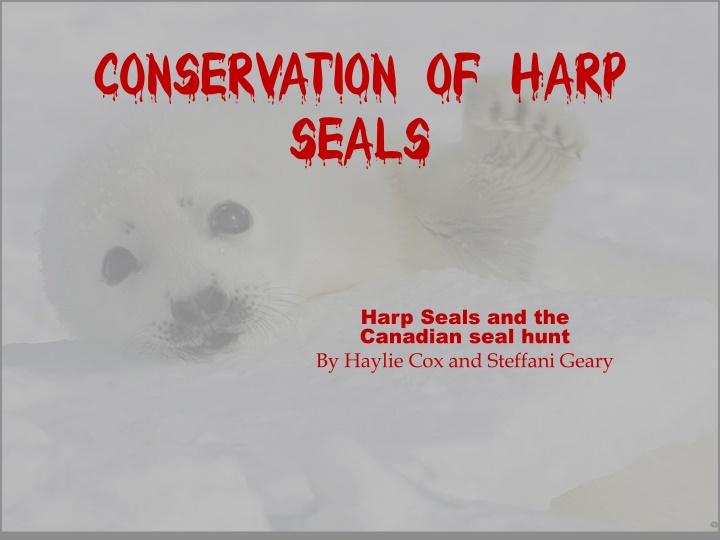 conservation of harp seals