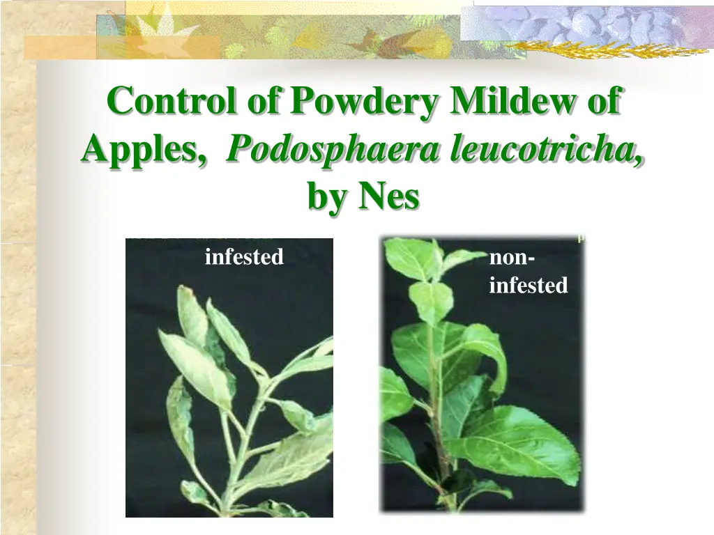 control of powdery mildew of apples podosphaera