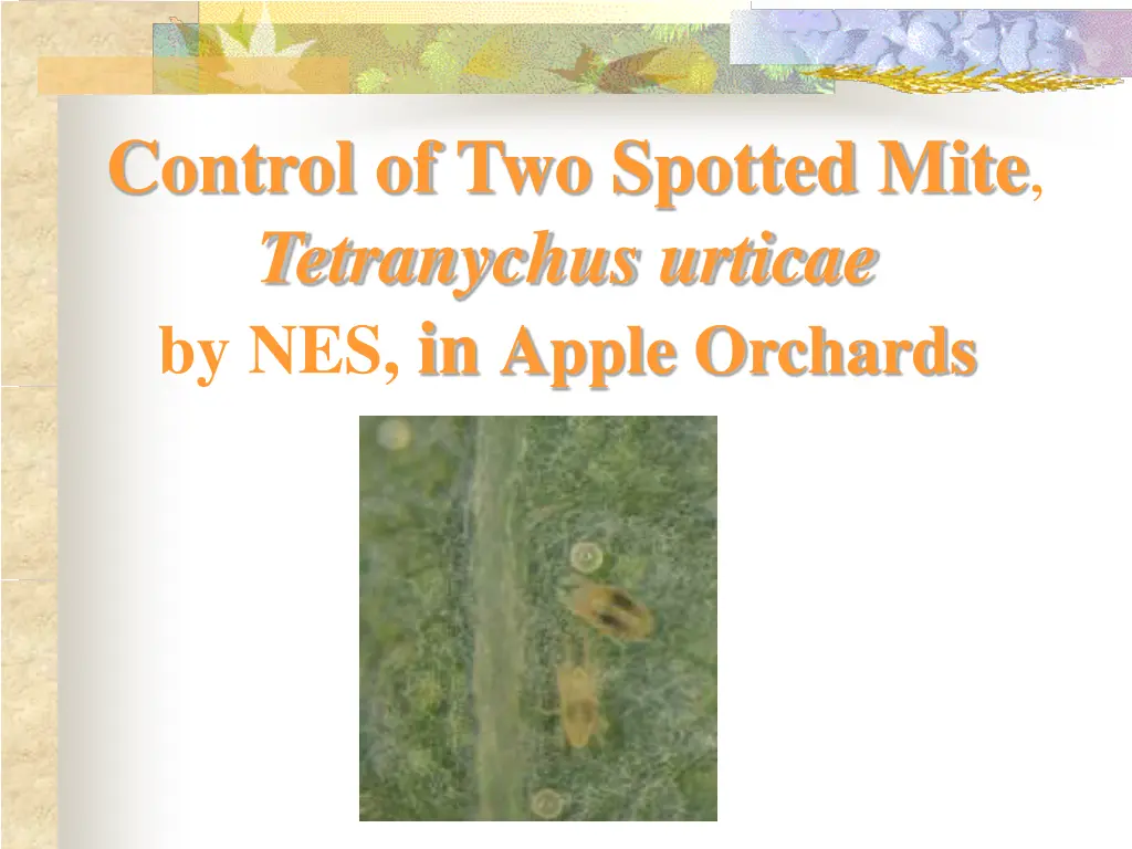 control of two spotted mite tetranychus urticae