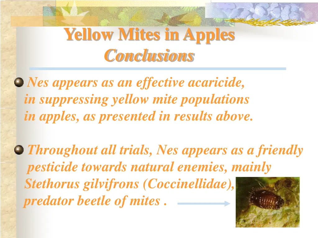 yellow mites in apples conclusions