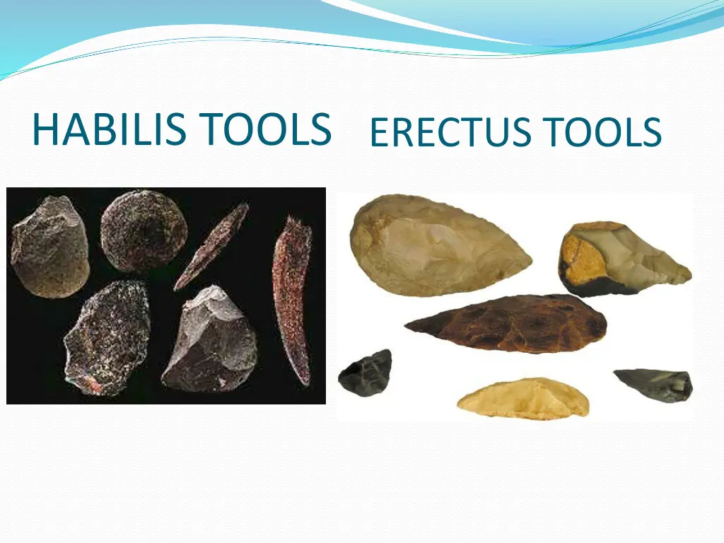 habilis tools