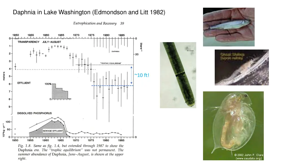 daphnia in lake washington edmondson and litt 1982