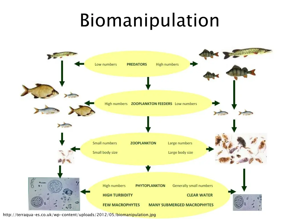 biomanipulation