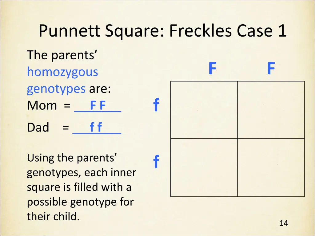 punnett square freckles case 1 2