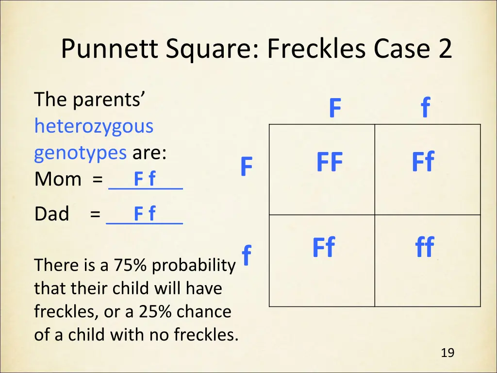 punnett square freckles case 2 3