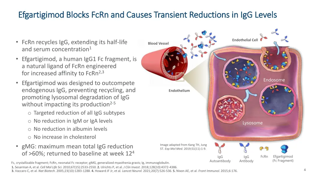 efgartigimod blocks fcrn and causes transient