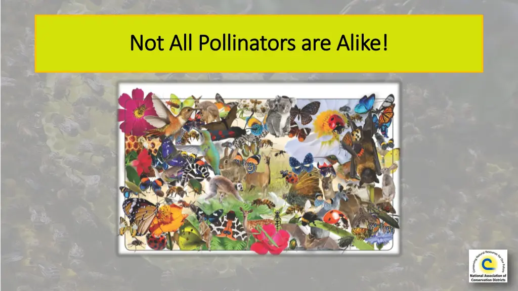 not not all pollinators all pollinators are