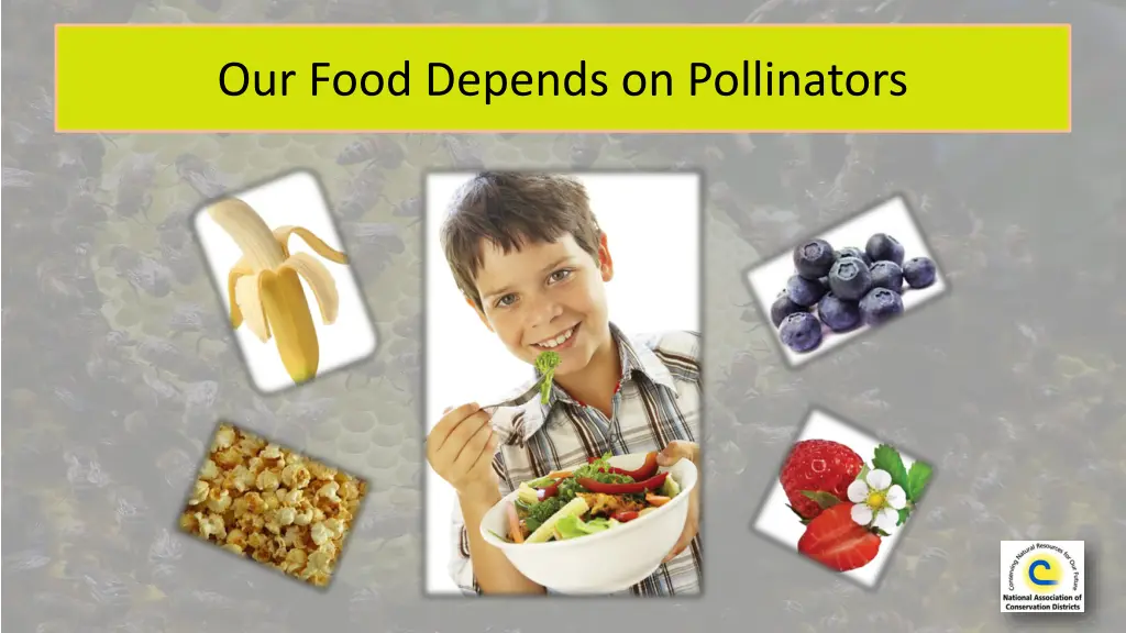 our food depends on pollinators