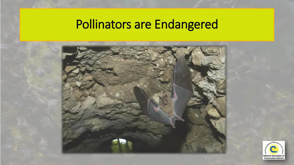 pollinators are e pollinators are endangered