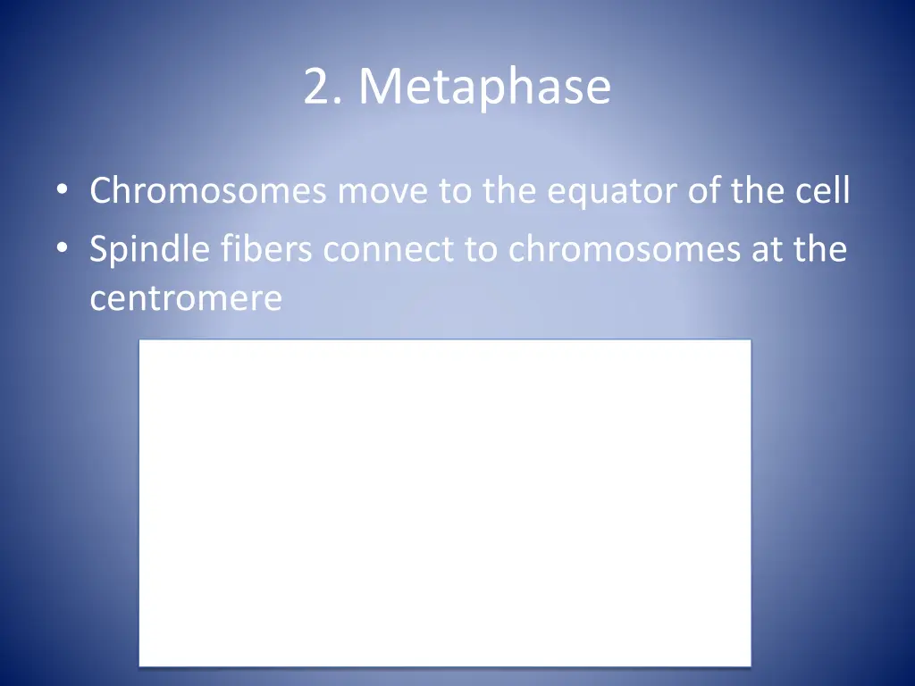 2 metaphase