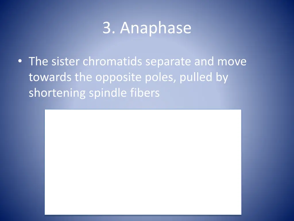 3 anaphase