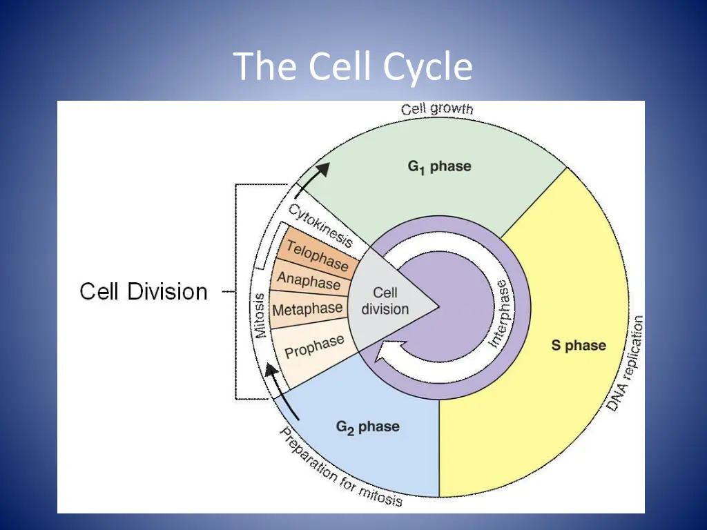 the cell cycle