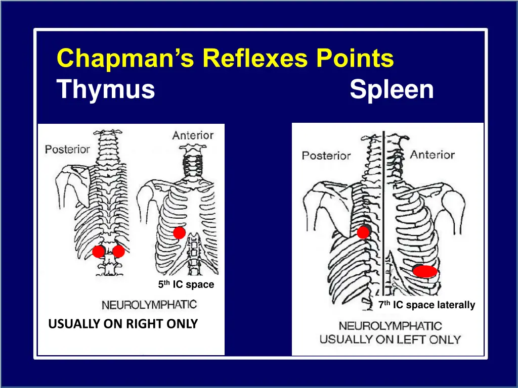 chapman s reflexes points thymus