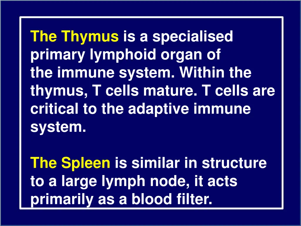 the thymus is a specialised primary lymphoid