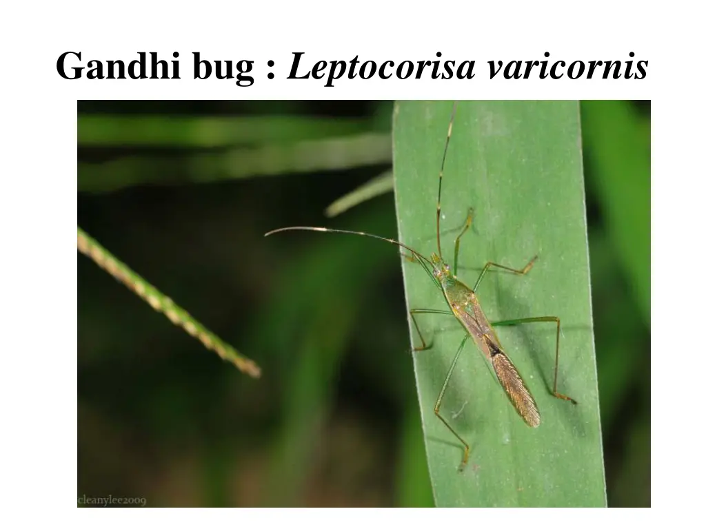 gandhi bug leptocorisa varicornis 1