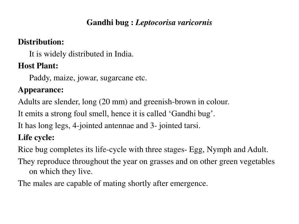 gandhi bug leptocorisa varicornis