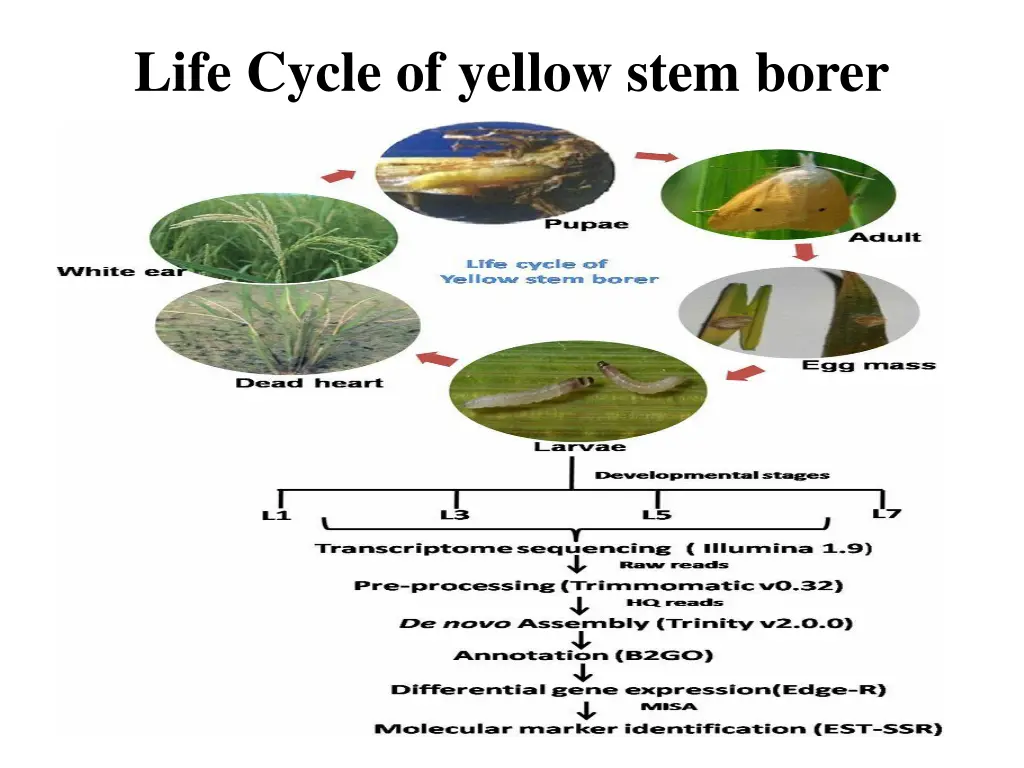 life cycle of yellow stem borer