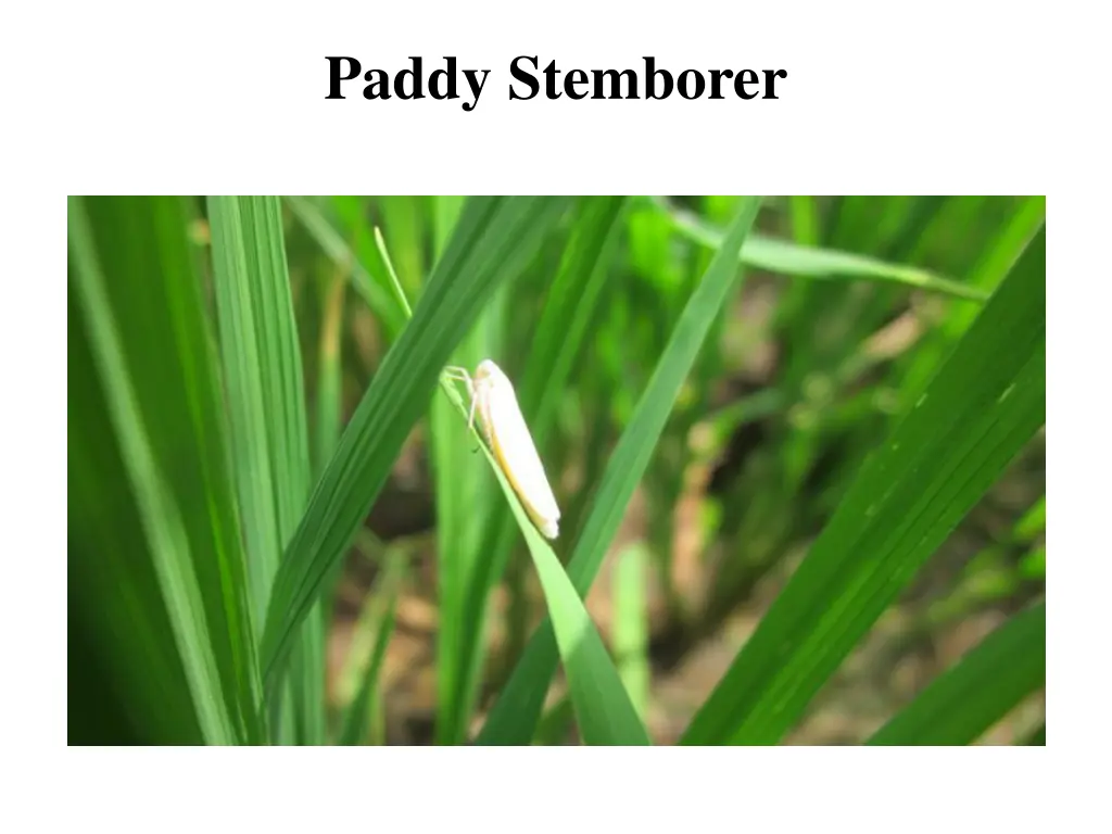 paddy stemborer