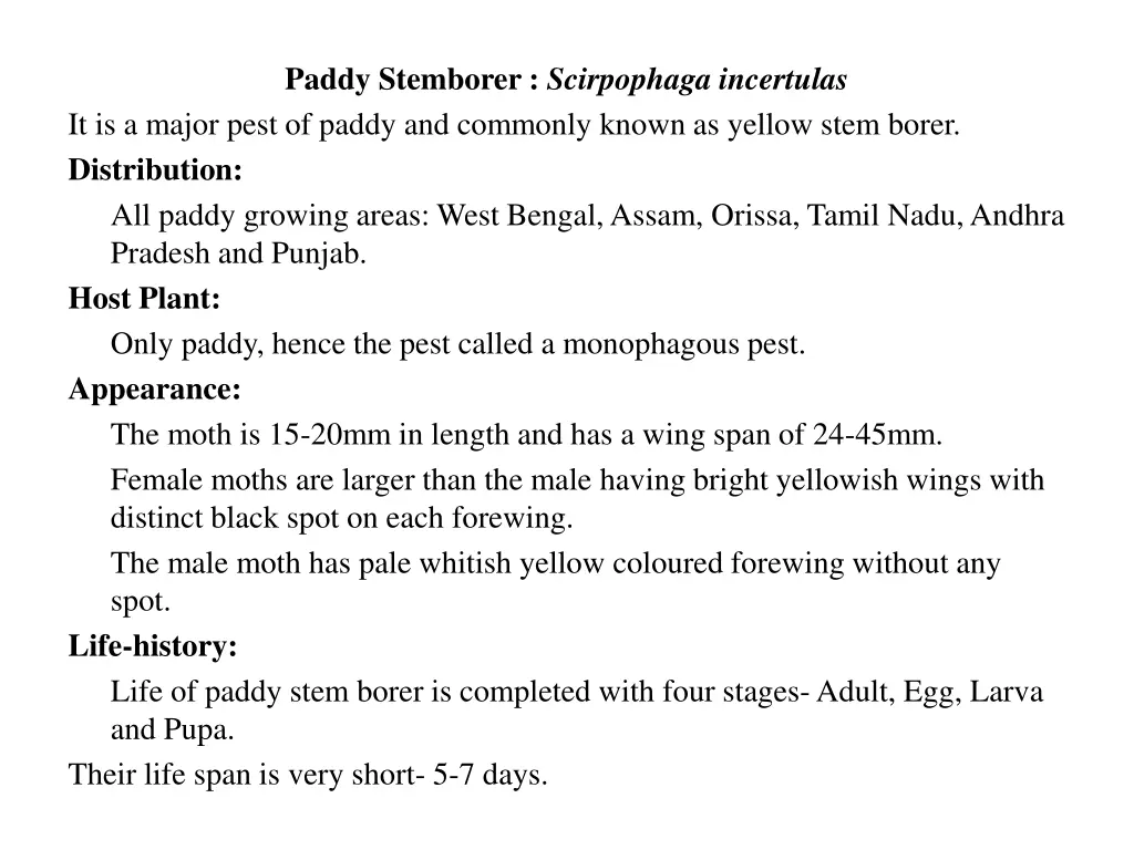 paddy stemborer scirpophaga incertulas