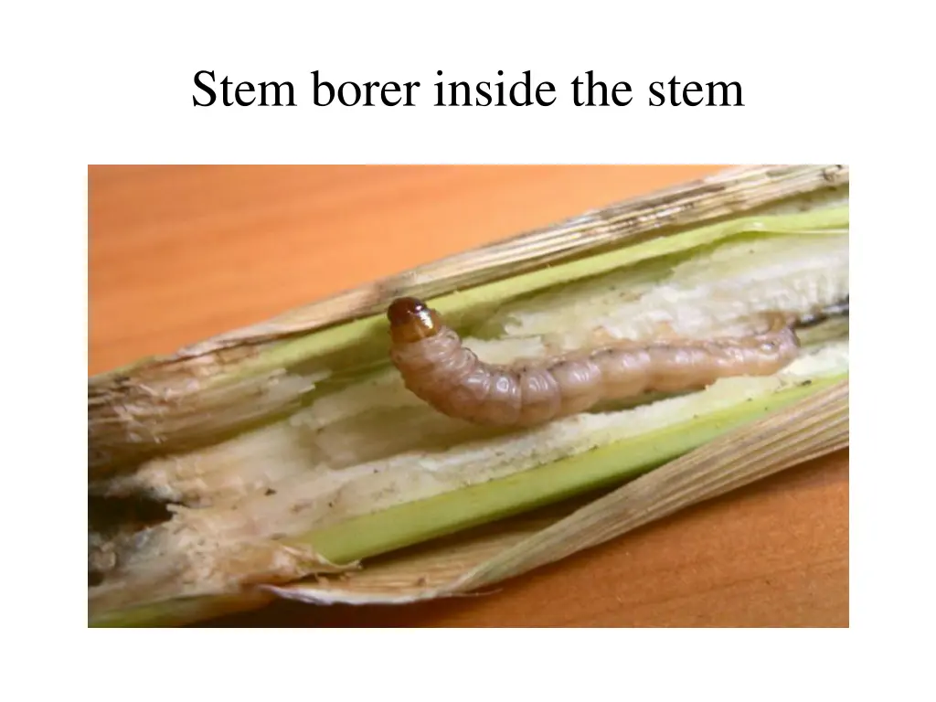 stem borer inside the stem