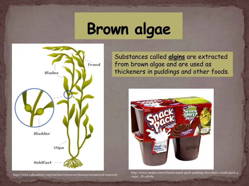 brown algae 1