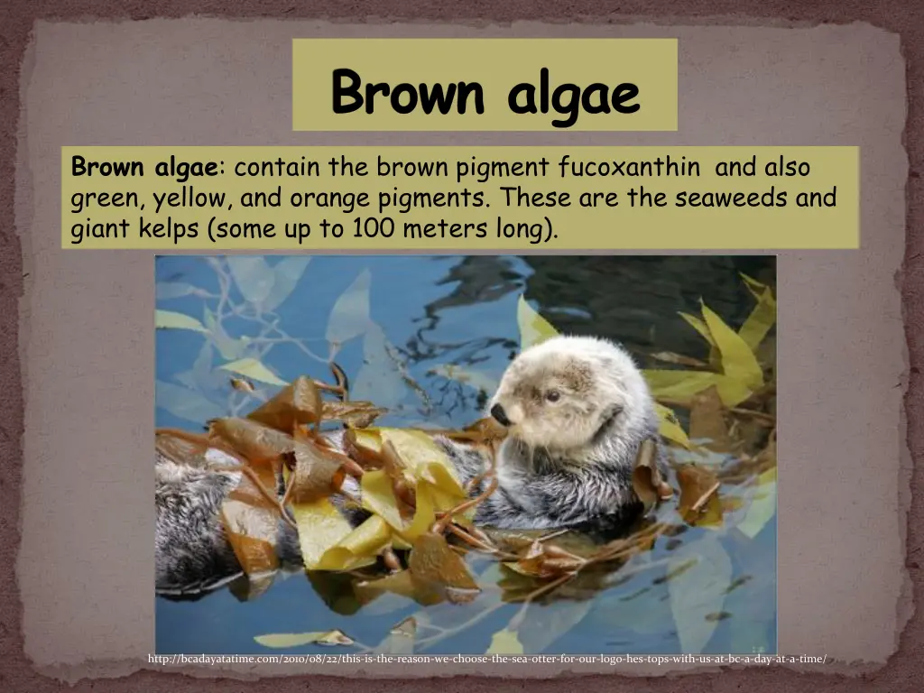 brown algae