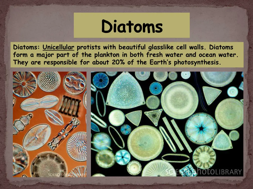 diatoms