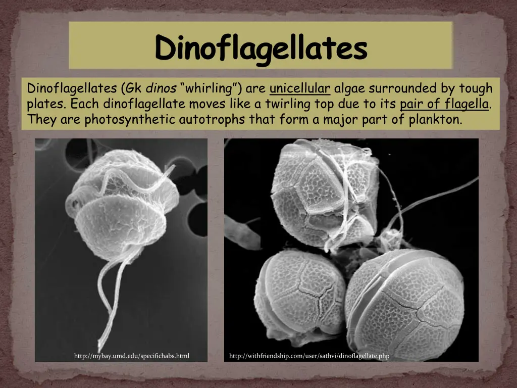 dinoflagellates