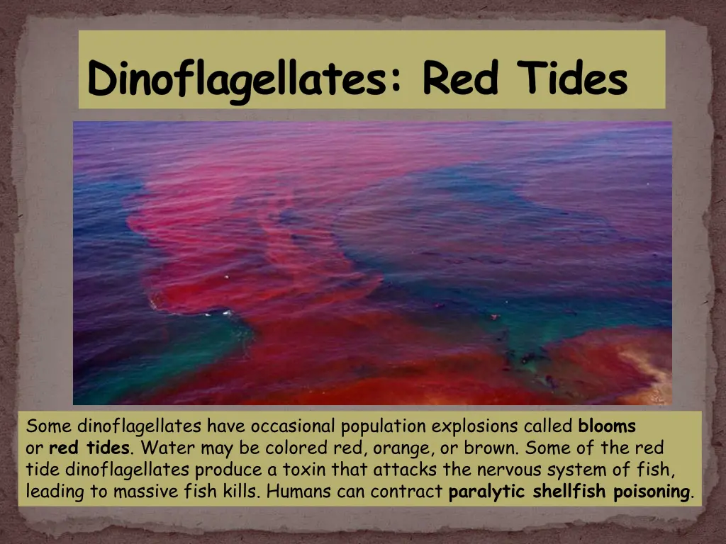 dinoflagellates red tides