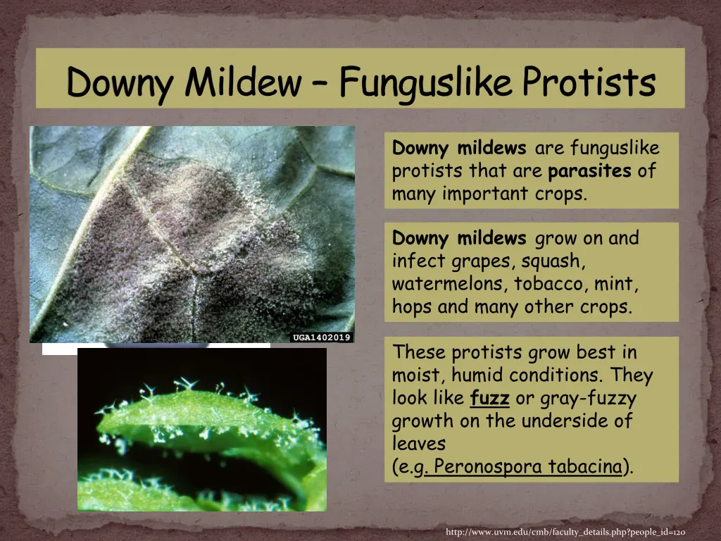 downy mildew funguslike protists