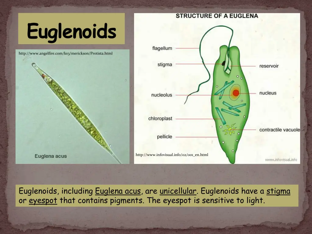 euglenoids