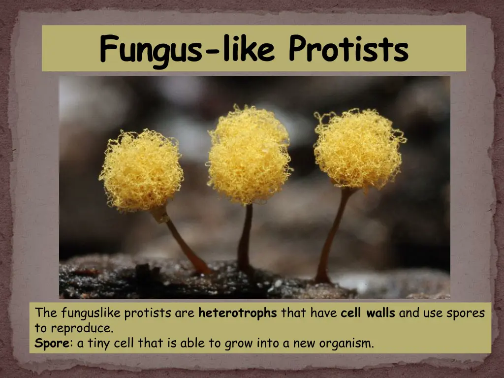 fungus like protists