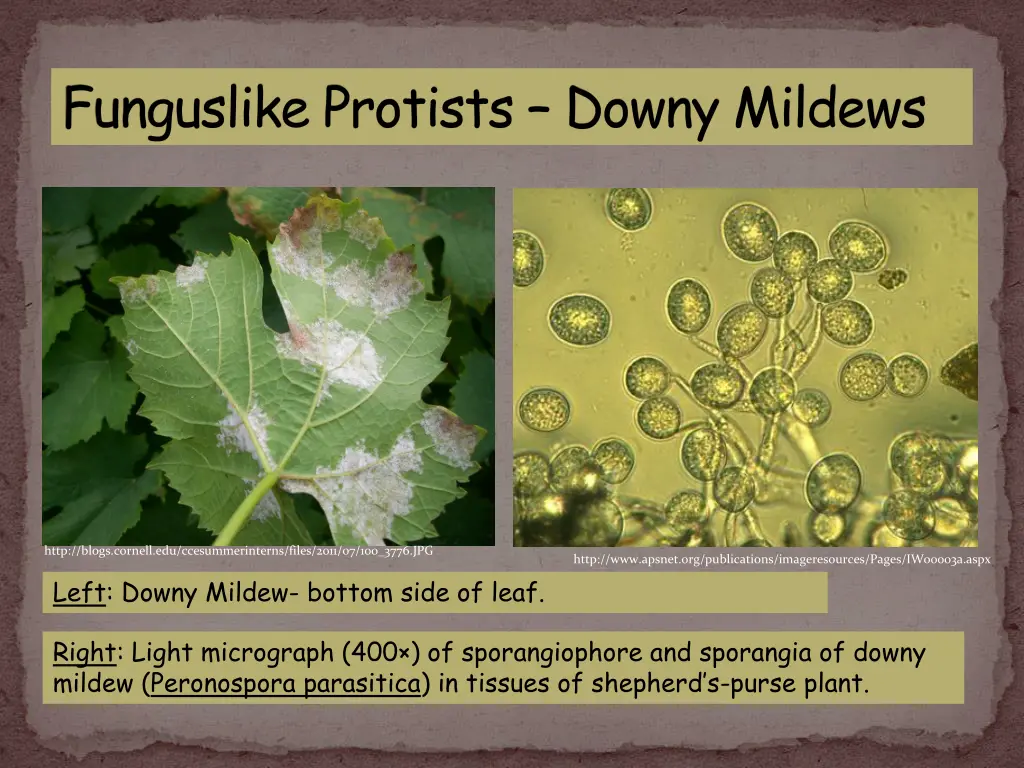 funguslike protists downy mildews