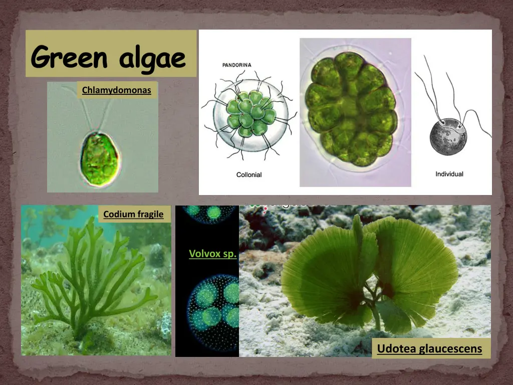 green algae 1