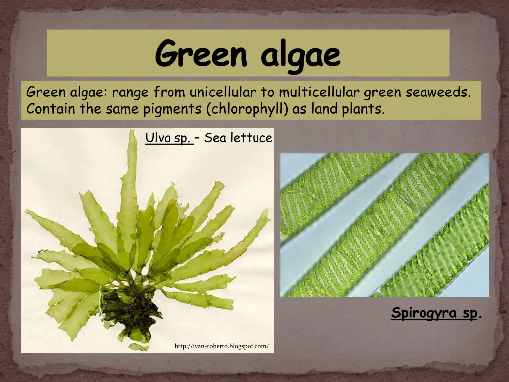 green algae