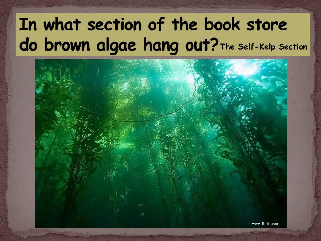 in what section of the book store do brown algae