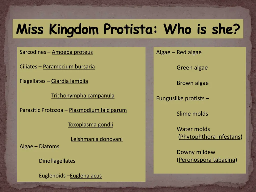 miss kingdom protista who is she