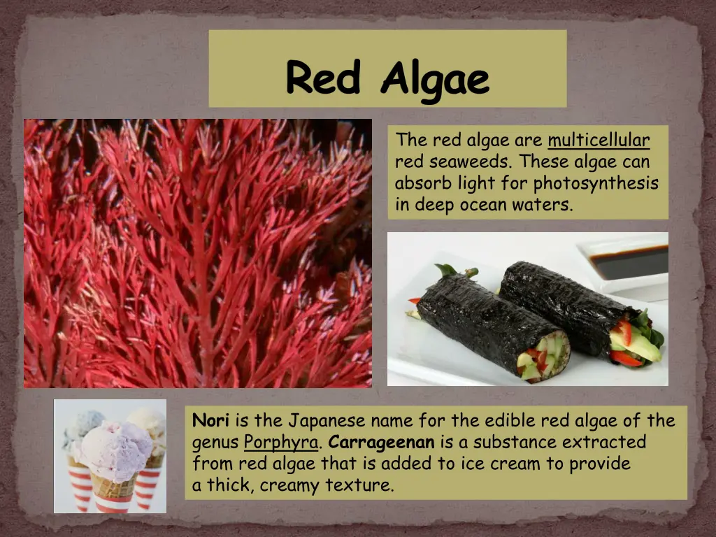 red algae