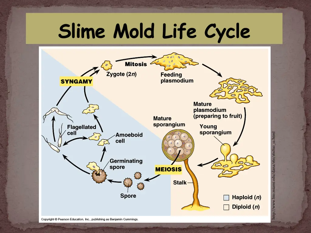 slime mold life cycle