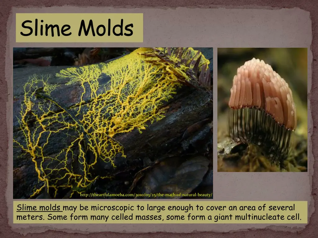 slime molds