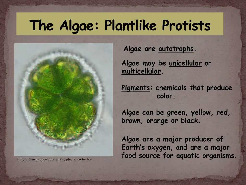 the algae plantlike protists 1