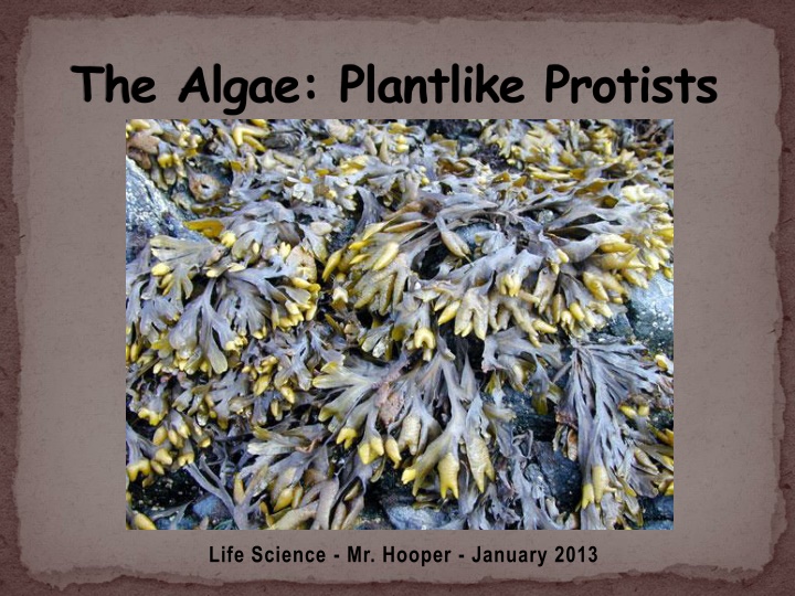 the algae plantlike protists